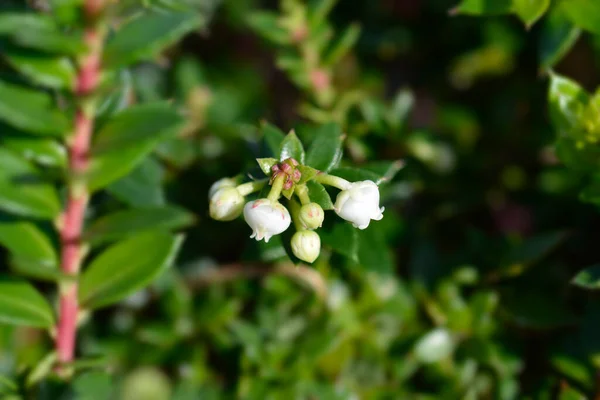Zdrowie Białe Kwiaty Łacińska Nazwa Gaultheria Mucronata Pernettya Mucronata — Zdjęcie stockowe