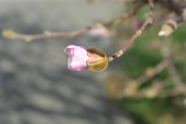 Star Magnolia Flower Bud Latin Name Magnolia Stellata — Stock Photo, Image