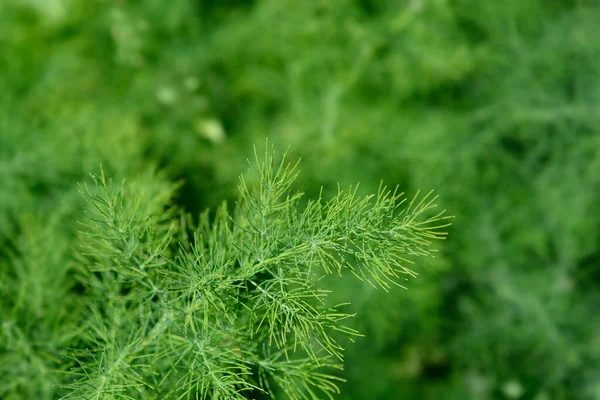 Narrow Leaved Asparagus Latin Name Asparagus Tenuifolius — Stock Photo, Image