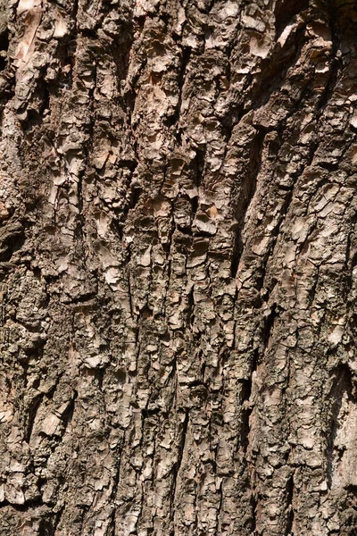 Dragons Claw Willow Bark Detail Latin Name Salix Matsudana Tortuosa — Stock Photo, Image