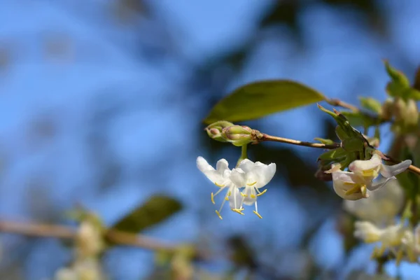 冬の花蜜花 ラテン語名 ロニチェラフラマンティッシマ — ストック写真