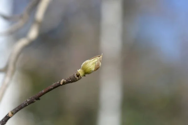 Magnolia Soulangeana Hybrids Квіткова Буда Латинська Назва Magnolia Soulangeana — стокове фото