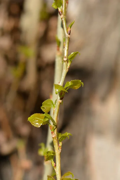 Branche Peuplier Lombardie Aux Nouvelles Feuilles Nom Latin Populus Nigra — Photo