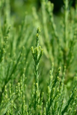 Dev sekoya dalı - Latince adı - Sequoiadendron giganteum