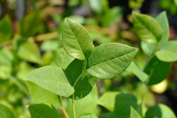 Highbush Blueberry Leaves Латинское Название Vaccinium Corymbosum — стоковое фото
