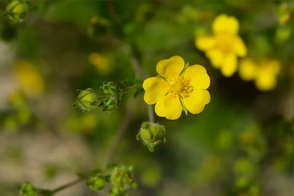 Λεπτόκοκκα Κιτρινωπά Άνθη Latin Name Potentilla Gracilis — Φωτογραφία Αρχείου