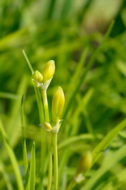 Daylily Stella de Oro flower buds - Latin name - Hemerocallis Stella de Oro