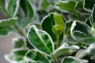 Japonlar Kathy 'i öonymus japonicus Kathy diye çağırır.