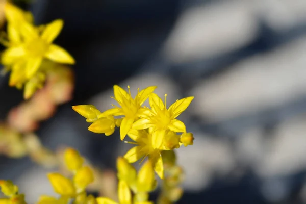 Goldmoss Stonecrop Latin Name Sedum Acre — Stock Photo, Image