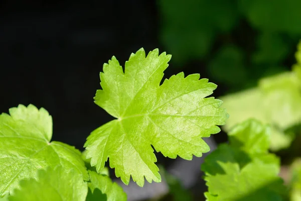 Pastinakenblätter Lateinischer Name Pastinaca Sativa — Stockfoto