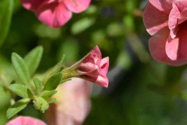 Million Bells Double Pink Flower Bud Latin Name Calibrachoa Hybrid — Stock Photo, Image