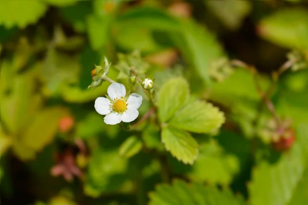 Fiori Fragola Selvatica Nome Latino Fragaria Vesca — Foto Stock