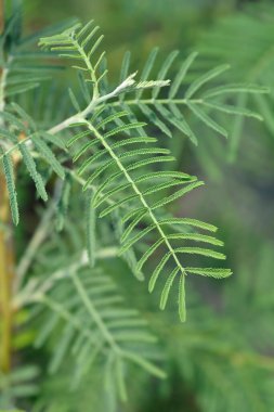 Gümüş gerdan yaprakları - Latince adı - Acacia deal bata