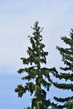 Mavi gökyüzüne karşı Colorado mavi ladin - Latince adı - Picea pungens