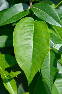 Silkvine yaprakları - Latince adı - Periploca graeca