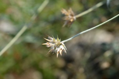 Bitumen trefoil tohumu başı - Latince adı - Bituminaria bituminosa