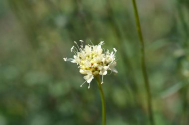 Dikenli Sarı Sefalarya - Latince adı - Cephalaria flava