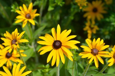 Deams koni çiçekleri - Latince adı - Rudbeckia fulgida var. deamii (Syn. Rudbeckia deamii)