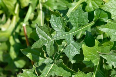 Balkan yaprakları - Latince adı - Acanthus hungaricus (Acanthus balcanicus))