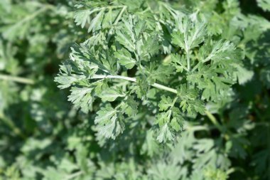 Pelin otu yaprakları - Latince adı - Artemisia absinthium