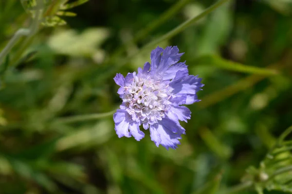 Caucasian Pincushion Flower Latin Name Scabiosa Caucasica — Stock Photo, Image