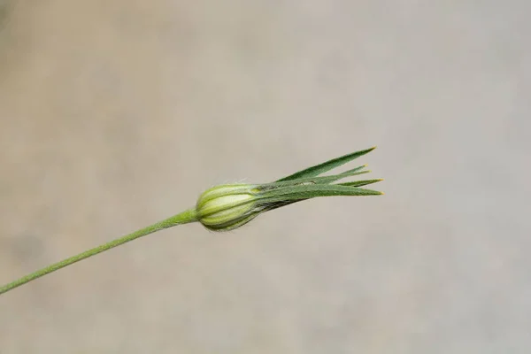 Clicula Milho Comum Flor Broto Nome Latino Githago Agrostemma — Fotografia de Stock