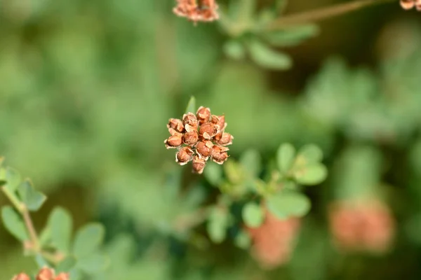 Herb Canary Clover Seeds Latin Name Dorycnium Herbaceum Lotus Herbaceus — Stock Photo, Image