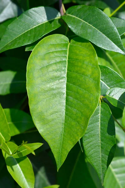 Silkvine yaprakları - Latince adı - Periploca graeca