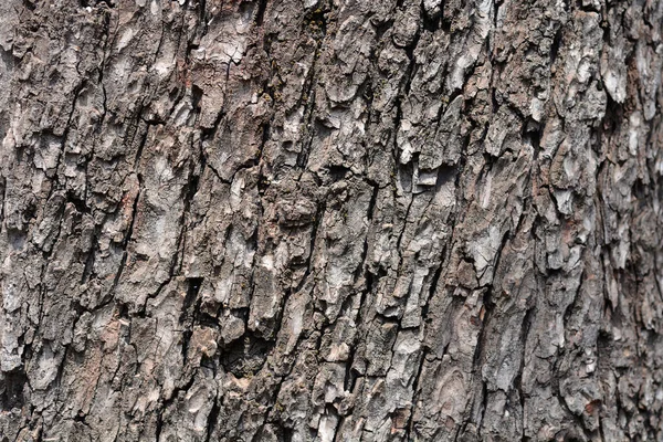 Detalle Corteza Castaño Indias Nombre Latino Aesculus Hippocastanum —  Fotos de Stock