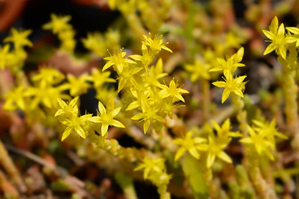 Goldmoss Stonecrop Nombre Latino Sedum Acre —  Fotos de Stock