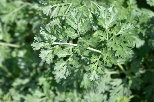 Folhas Absinto Comum Nome Latino Artemisia Absinthium — Fotografia de Stock