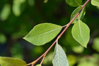 Kilmarnock söğüt yaprakları - Latince adı - Salix caprea Kilmarnock