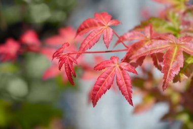 Japon akçaağaç Shin-Deshojo - Latince adı Acer palmatum Shin-Deshojo