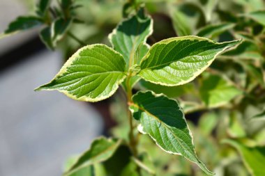 Weigela yaprakları - Latince adı Weigela florida Nana Variegata