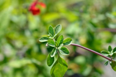 Kırmızı kadife yapraklar - Latince adı - Salvia microphylla Red Velvet