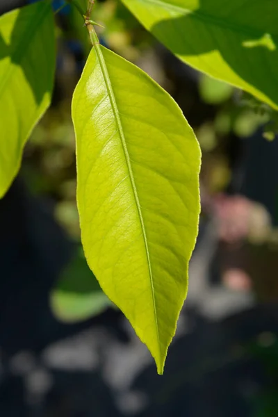 Lemon Leaf Latin Name Citrus Limon — Zdjęcie stockowe