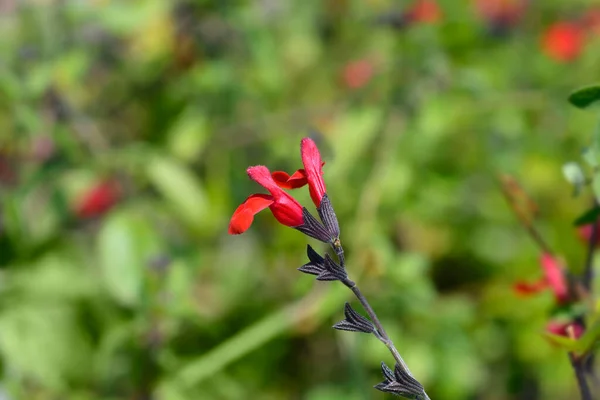Dětská Šalvěj Červený Samet Květiny Latinský Název Salvia Microphylla Červený — Stock fotografie