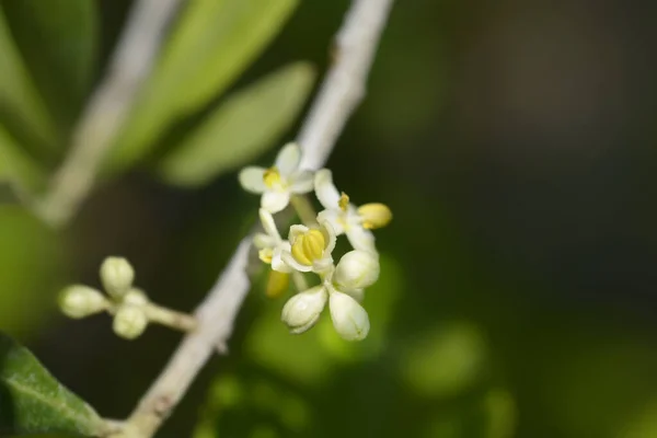 Звичайні Оливкові Квіти Латинська Назва Olea Europaea — стокове фото