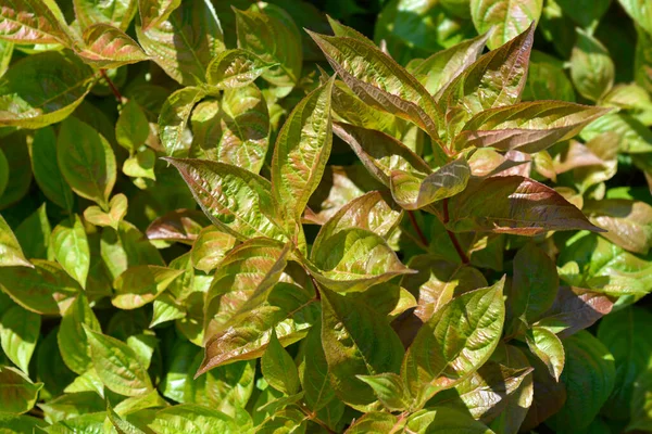 Weigela Wings of Fire leaves - Latin name - Weigela florida Wings of Fire