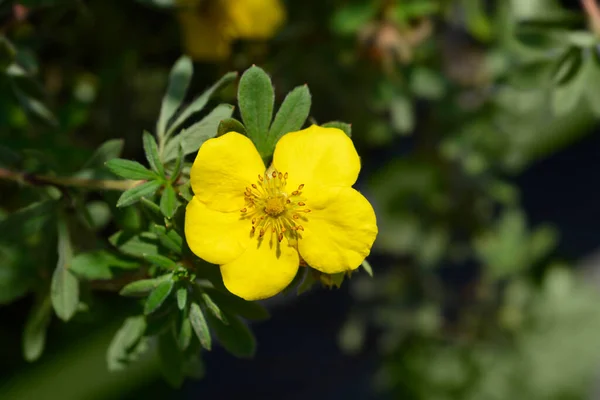 Arbusto Cinquefoil Goldteppich Flor Amarilla Nombre Latino Potentilla Fruticosa Goldteppich — Foto de Stock