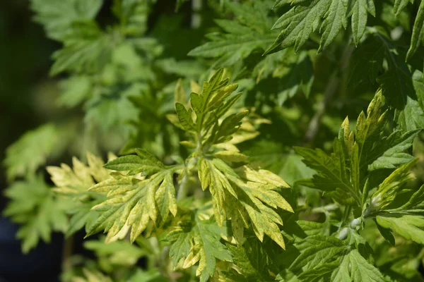 Hojas Algarroba Variegada Oriental Limelight Nombre Latino Artemisia Vulgaris Oriental — Foto de Stock