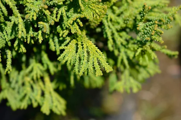 Hinoki Ciprusi Brigitte Latin Név Chamaecyparis Obtusa Brigitte — Stock Fotó