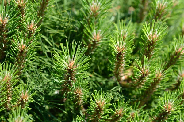 Törpe Fekete Fenyő Pierrick Bregeon Latin Név Pinus Nigra Pierrick — Stock Fotó