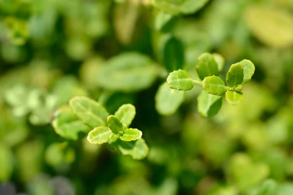 Wintercreeper Folhas Mínimas Nome Latino Euonymus Fortunei Minimus — Fotografia de Stock