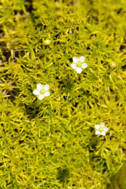 Scotch moss Aurea - Latin name - Sagina subulata Aurea clipart