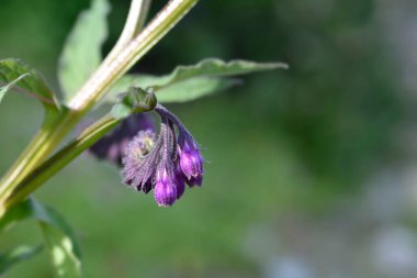 Comfrey - Latince adı - Symphytum officinale