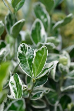 Japonlar Kathy 'i öonymus japonicus Kathy diye çağırır.