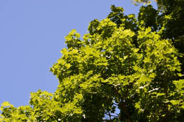 Norway maple against blue sky - Latin name - Acer platanoides