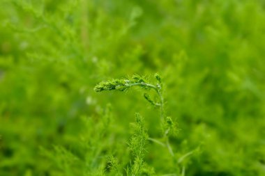 Narrow-leaved asparagus leaves and flower buds - Latin name - Asparagus tenuifolius