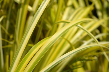 Slender Sweet Flag Ogon yaprakları - Latince adı - Acorus gramineus